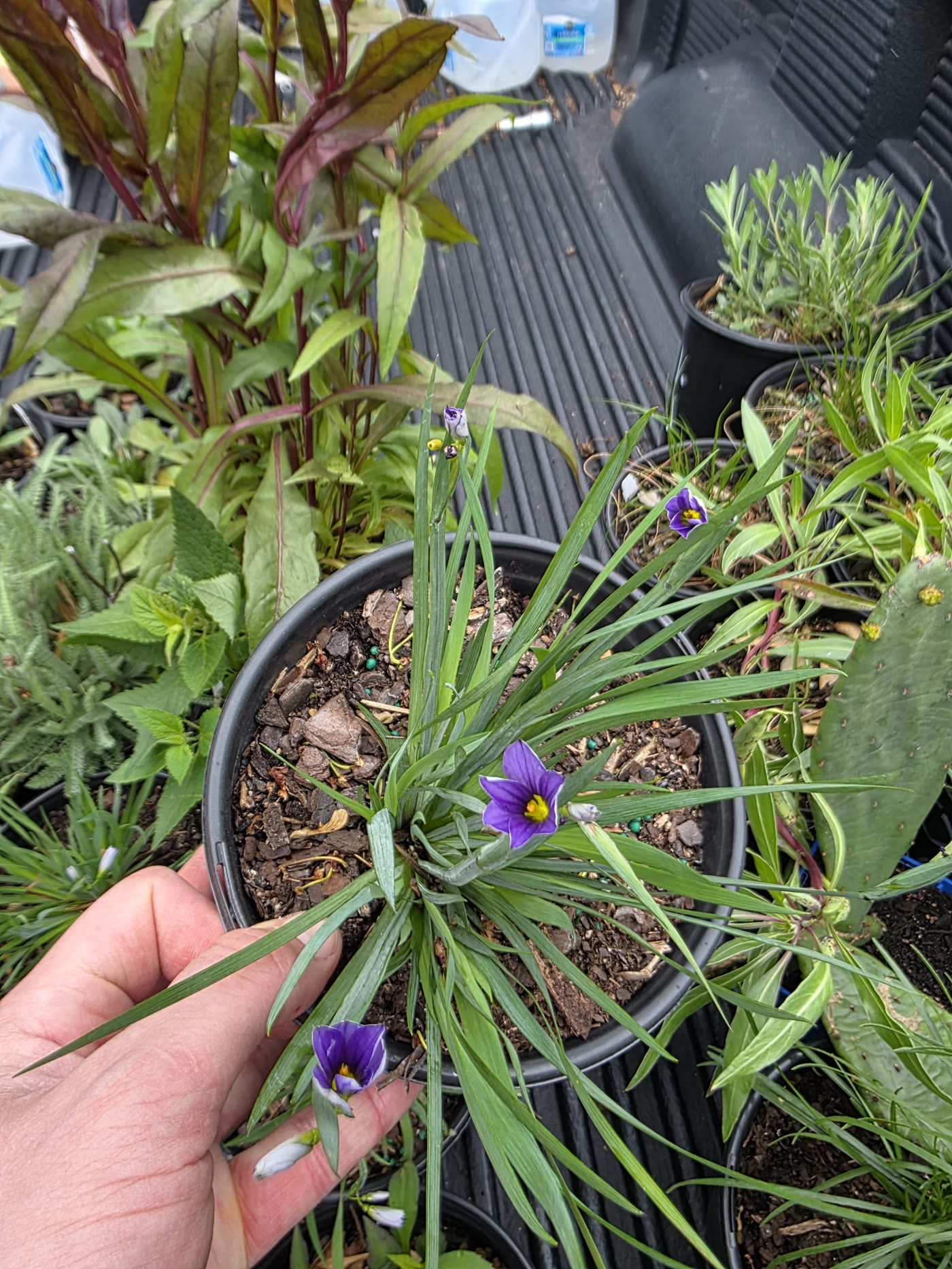 A hand holding a potted native plant in bloom among nursery trays