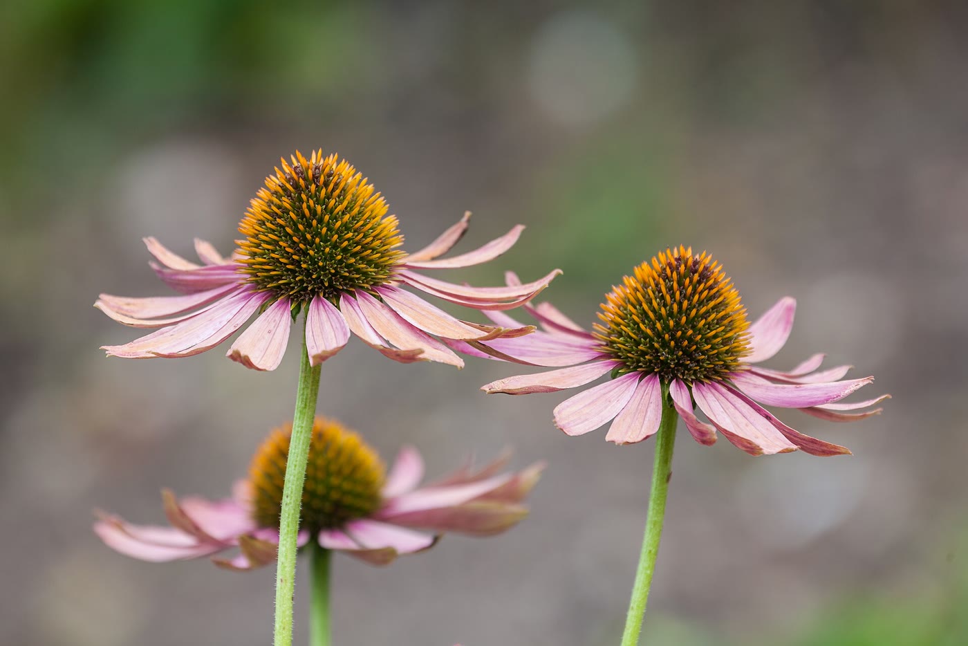 Purple coneflower in bloom