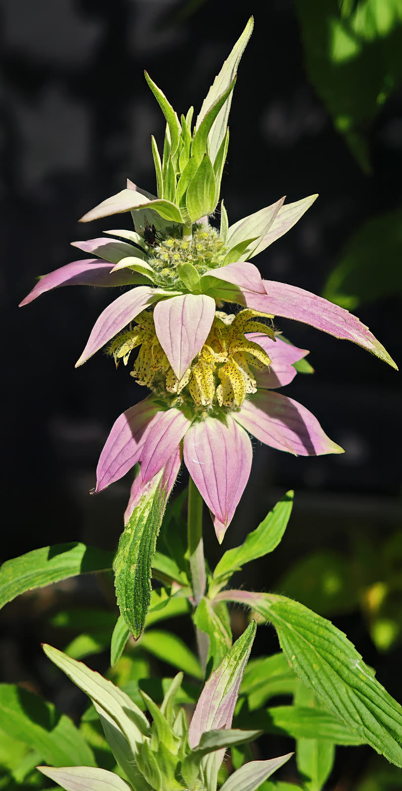 Spotted beebalm in bloom