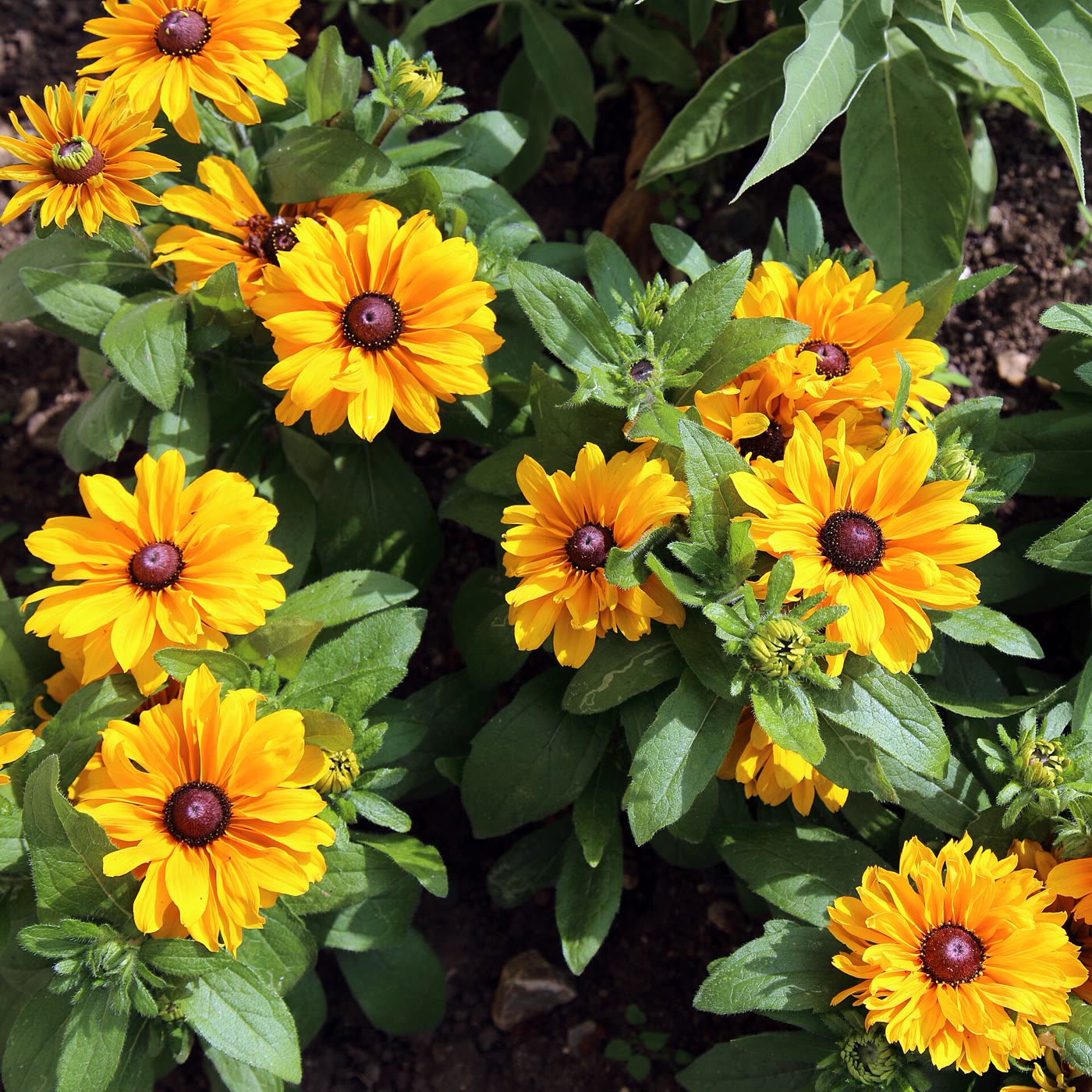 A lush garden bed of golden Rudbeckia in bloom
