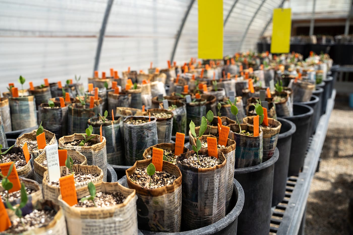 A propagation house full of native plant plugs growing in pots